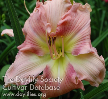 Daylily Heck of a Dip